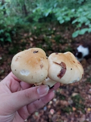 Lactarius alnicola