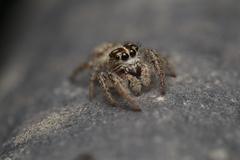 Macaroeris nidicolens