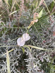 Vicia lutea