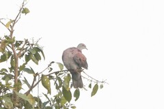 Patagioenas cayennensis