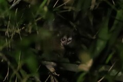 Aotus lemurinus