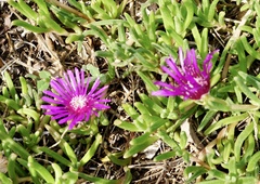 Delosperma cooperi