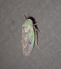 Ponana