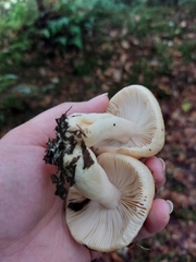Lactarius alnicola