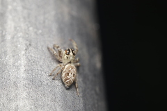 Macaroeris nidicolens