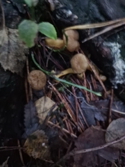 Craterellus tubaeformis