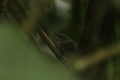 Thamnophilus atrinucha