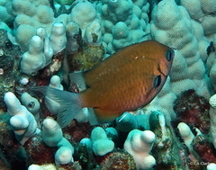 Pycnochromis hanui