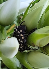 Oxythyrea marginalis