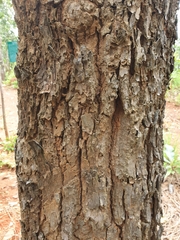 Dipterocarpaceae