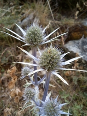 Eryngium bourgatii
