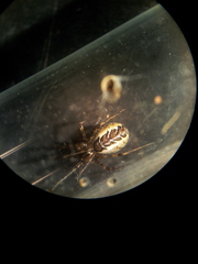 Pityohyphantes phrygianus