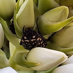 Oxythyrea marginalis