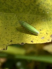 Draeculacephala robinsoni