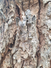Dipterocarpaceae