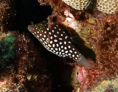 Canthigaster jactator