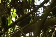 Synallaxis brachyura