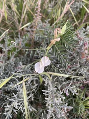 Vicia lutea