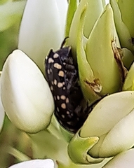 Oxythyrea marginalis