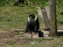 Cercopithecus mitis kolbi