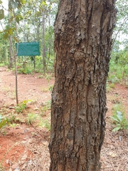 Dipterocarpaceae