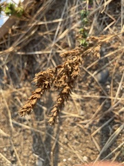 Epilobium densiflorum