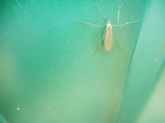 Amphineurus