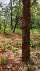 Dipterocarpaceae