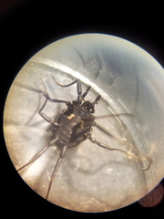 Nemastoma bimaculatum