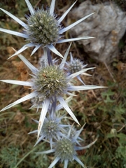 Eryngium bourgatii