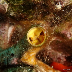 Vermetoidea