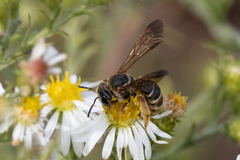 Dieunomia nevadensis bakeri