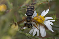Dieunomia nevadensis bakeri