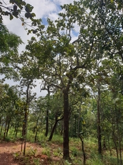 Dipterocarpaceae