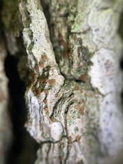 Bacidia rubella