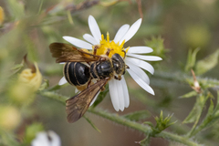 Dieunomia nevadensis bakeri