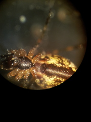 Pityohyphantes phrygianus