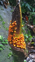 Amorphophallus hewittii