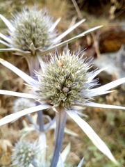 Eryngium bourgatii