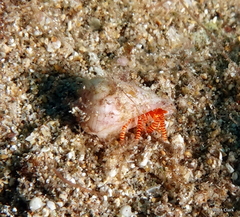 Ciliopagurus strigatus
