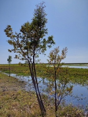 Tessaria integrifolia