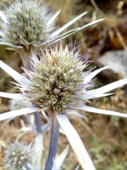 Eryngium bourgatii