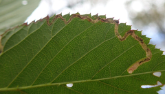 Stigmella aurella