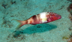 Parupeneus multifasciatus