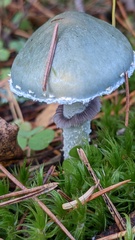 Stropharia aeruginosa