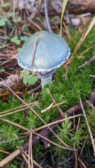 Stropharia aeruginosa