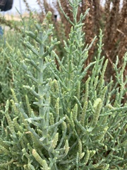 Salicornieae