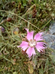 Dianthus hyssopifolius