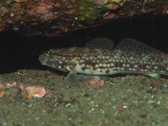 Campbell's Sandgoby photo 4