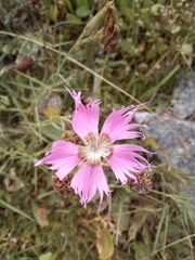 Dianthus hyssopifolius